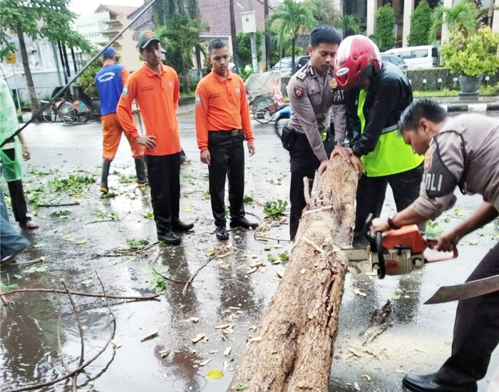 Hujan dan Angin Tumbangkan Pohon Besar di Jalan Siliwangi