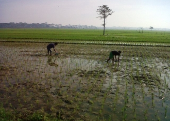 PETANI MAJALENGKA