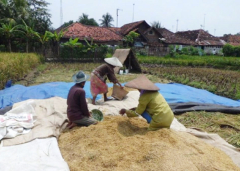 Panen Raya dan Isu Impor Picu Harga Gabah Anjlok