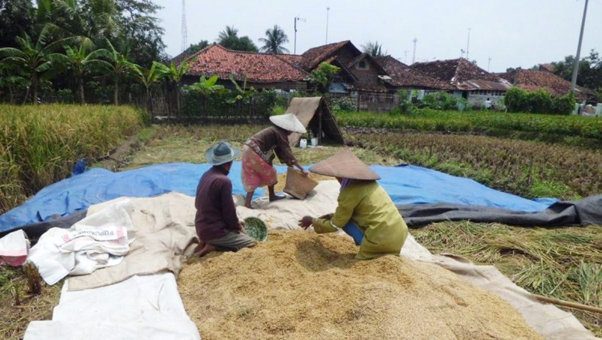 Panen Raya dan Isu Impor Picu Harga Gabah Anjlok
