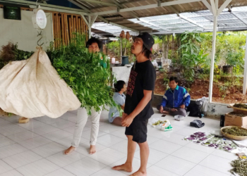 Tanaman Liar Jadi Cuan