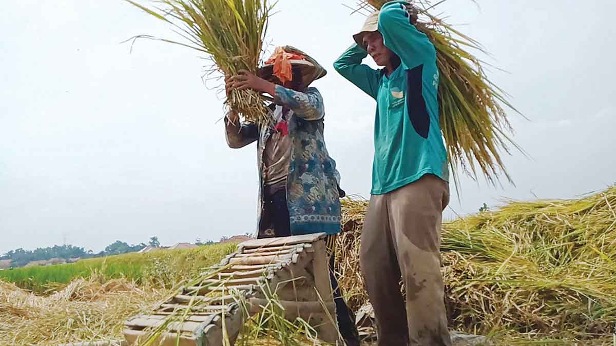 Harga Gabah Anjlok, Petani Terpuruk