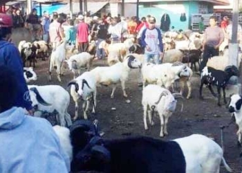 Optimis Permintaan Hewan Kurban Domba Meningkat