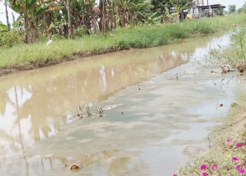 Sedimentasi Saluran Sekunder Srombyong Tinggi, Perlu Segera Dilakukan Normalisasi