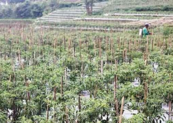 Tak Semua Petani Cabai Meraup Untung