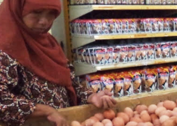 harga-telur-naik