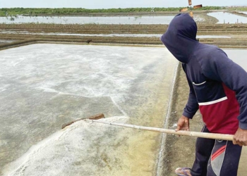petambak-garam-cirebon