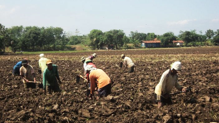 petani-bawang-merugi