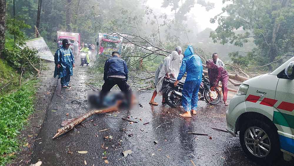 Pemotor-Tewas-Tertimpa-Pohon-Tumbang