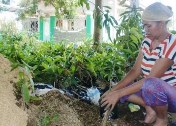 Petani Berharap Penjualan Bibit Tanaman Meningkat