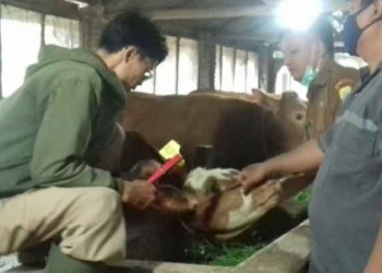 Distan Kabupaten Cirebon Pasang Ear Tag Sapi di Desa Lungbenda