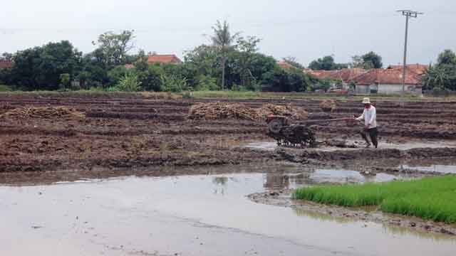 Masuk Musim Tanam, Petani Berharap Mudah Mendapatkan Pupuk