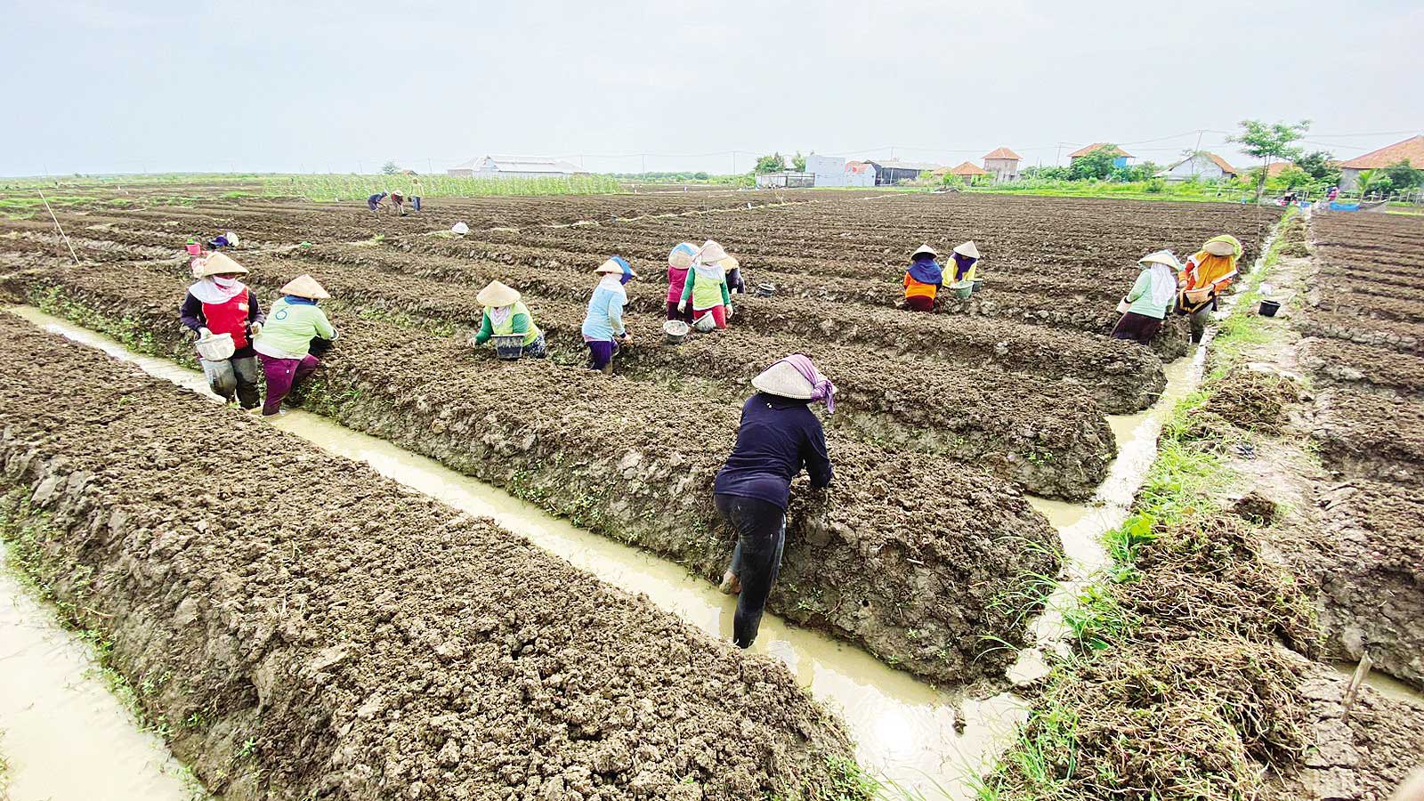 Proses Produksi Bergantung pada Alam, Petambak Garam Alih Profesi Tanam Bawang