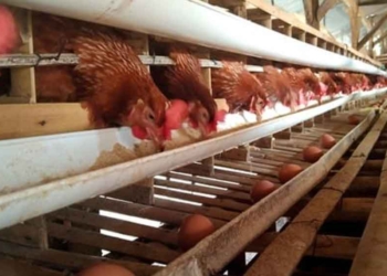 Jelang Nataru, Harga Pangan Makin Mahal