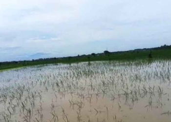 Ratusan Hektare Sawah di Majalengka Terendam Banjir