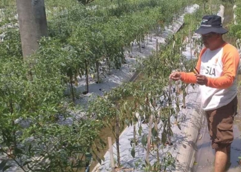 Harga Cabe Tinggu, Petani Senang