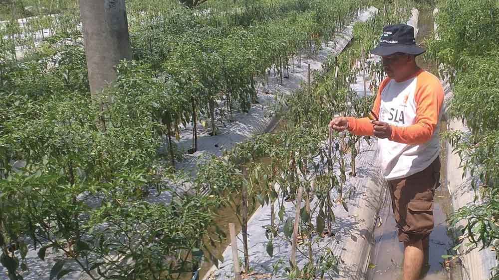 Harga Cabe Tinggu, Petani Senang