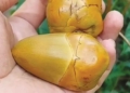 Tembuluk Biji Kelapa Muda Ternyata Bisa Turunkan Kadar Gula, Obat Kencing Manis atau Diabetes