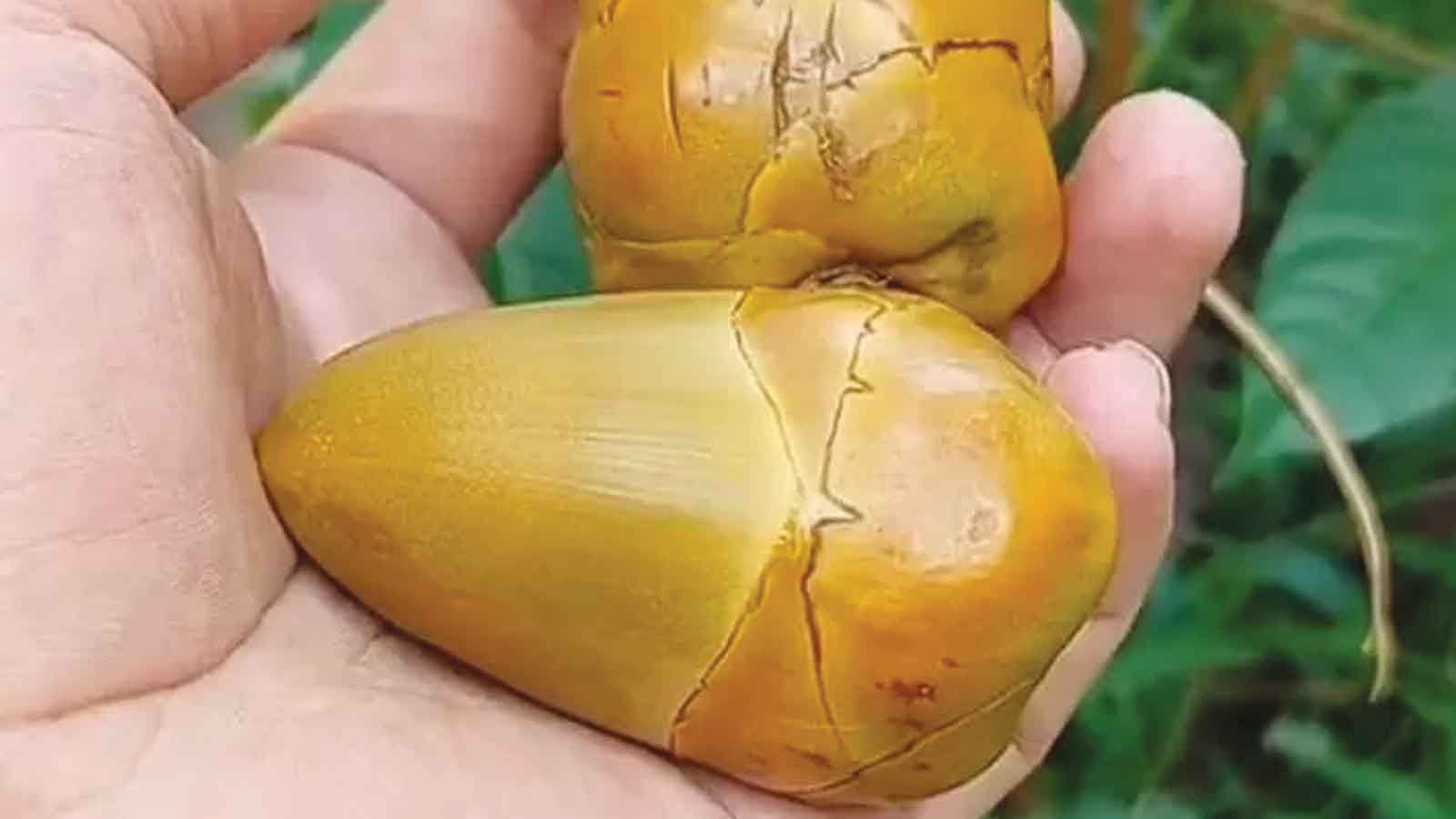 Tembuluk Biji Kelapa Muda Ternyata Bisa Turunkan Kadar Gula, Obat Kencing Manis atau Diabetes