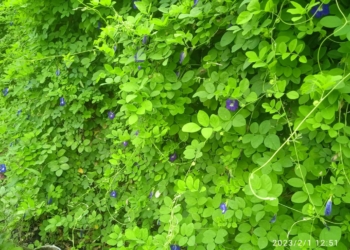 Ingin Awet Muda, Otak Cerdas, Pikiran Tenang, Menghilangkan Stres dan Tambah Vitalitas, Minum Air Rebusan Bunga Telang