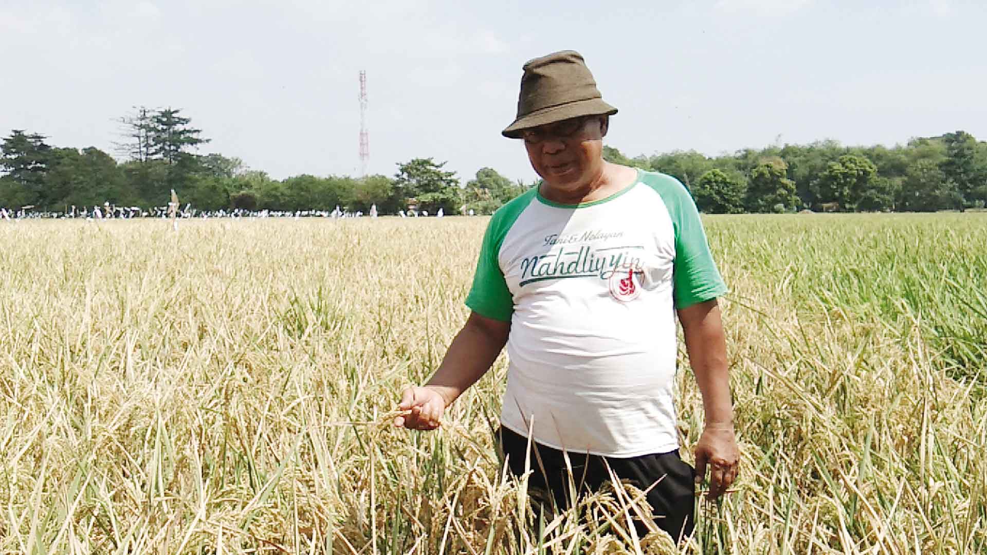 Dikenal di Philipina dan Vietnam, Padi Unggul Varietas Kufa 1 dan Kufa 2 Temuan Usman Tak Digubris Pemerintah
