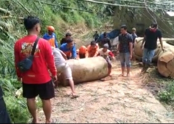 Pohon Beringin Berumur Ratusan Tahun Tumbang Timpa Gudang Milik Warga Desa Sukasari Kaler Majalengka