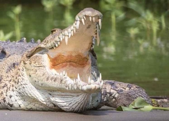 NGERI! Pemancing Tewas Dimangsa Buaya Raksasa di Muara Gembong Bekasi
