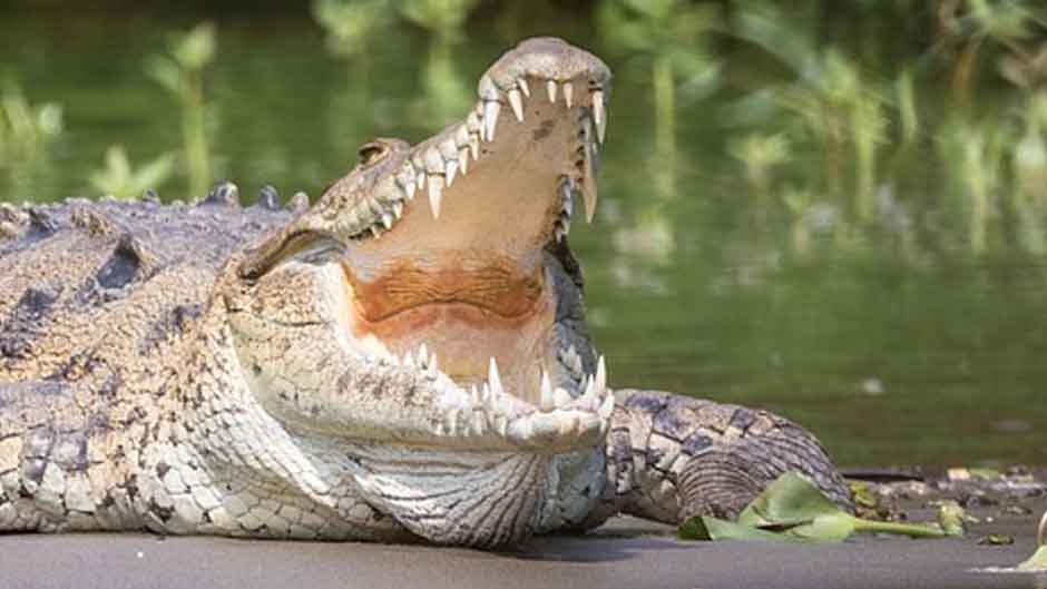 NGERI! Pemancing Tewas Dimangsa Buaya Raksasa di Muara Gembong Bekasi