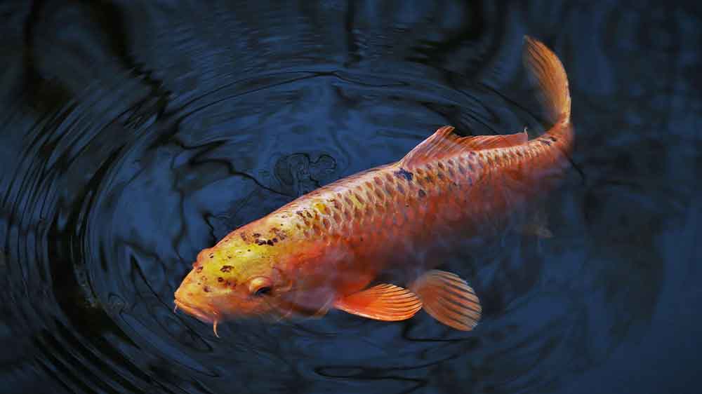 Feng Shui Letak Akuarium Ikan Mas, Dipercaya Menyedot Energi Keberuntungan dan Rejeki