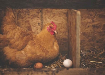 DPRD Kabupaten Cirebon Dorong Peternak Gunakan Teknologi