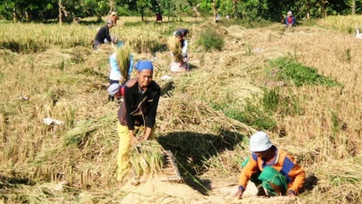 Masuk Musim Panen, Harga Beras Masih Mahal