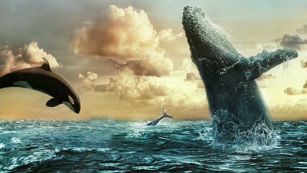 Tahukah Kamu, Kenapa Makan Kurma Harus Ganjil dan Ikan Paus yang Menelan Nabi Yunus Masih Hidup