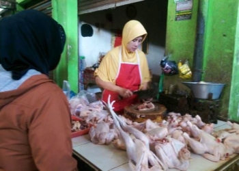 Harga Daging Ayam Naik Capai Rp 44 Ribu per KG, Keuntungan Berkurang, Pedagang Terancam Rugi