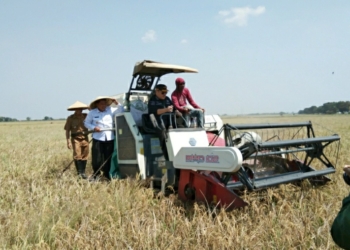 Itjen Kementan Pantau Panen Raya di Jagapura Kulon, Cirebon, Pastikan Ketersediaan Pangan Aman