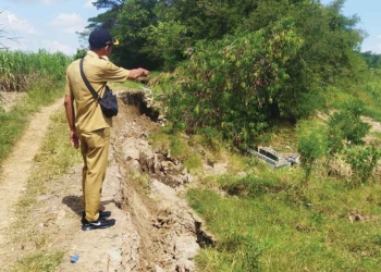 Longsoran Tebing Sungai Cimanis Putus Saluran Irigasi di Desa Beringin Cirebon