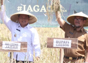 Panen Raya di Cirebon, Wagub Jabar Minta Pertanian Skala Prioritas RPJMD