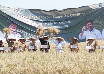 Panen Raya di Cirebon, Itjen Kementan Pastikan Ketersediaan Pangan Aman