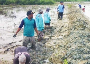 Janji KSP Moeldoko Sejak Tahun 2021 Tak Kunjung Direalisasi, Petambak Garam Rawaurip Cirebon Swadaya Perbaiki Tanggul