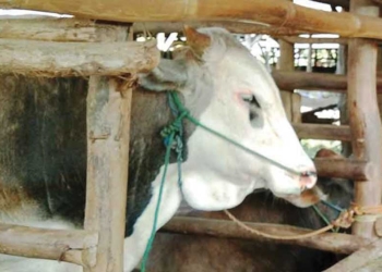 Ikuti Cara Rasulullah saat Menyembelih Hewan Kurban Idul Adha, Perhatikan Hal Penting Berikut ini