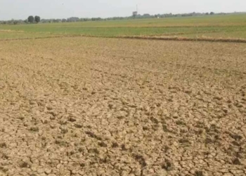 Ribuan Hektar Sawah di Indramayu Tengah Kekeringan, Padi Teracam Puso
