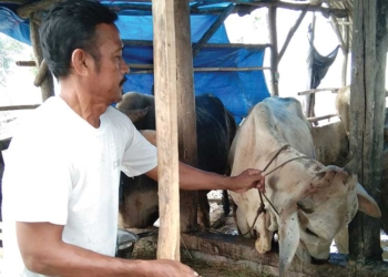 Kenapa Peternak Sapi dan Kerbau Lebih Takut PMK Ketimbang LSD atau Penyakit Lato-lato, Ini Alasannya