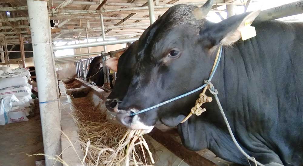 Apakah Kurban Wajib dan Kapan Waktu Kurban Idul Adha, Simak Penjelasannya