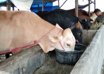 Jelang Iduladha Kasus PMK di Kabupaten Cirebon Kembali Naik, Tersebar di 19 Desa, Berikut Daftarnya