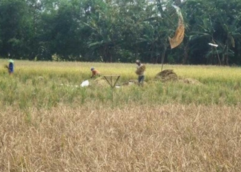 Tikus Rusak Hektaran Sawah di Majalengka
