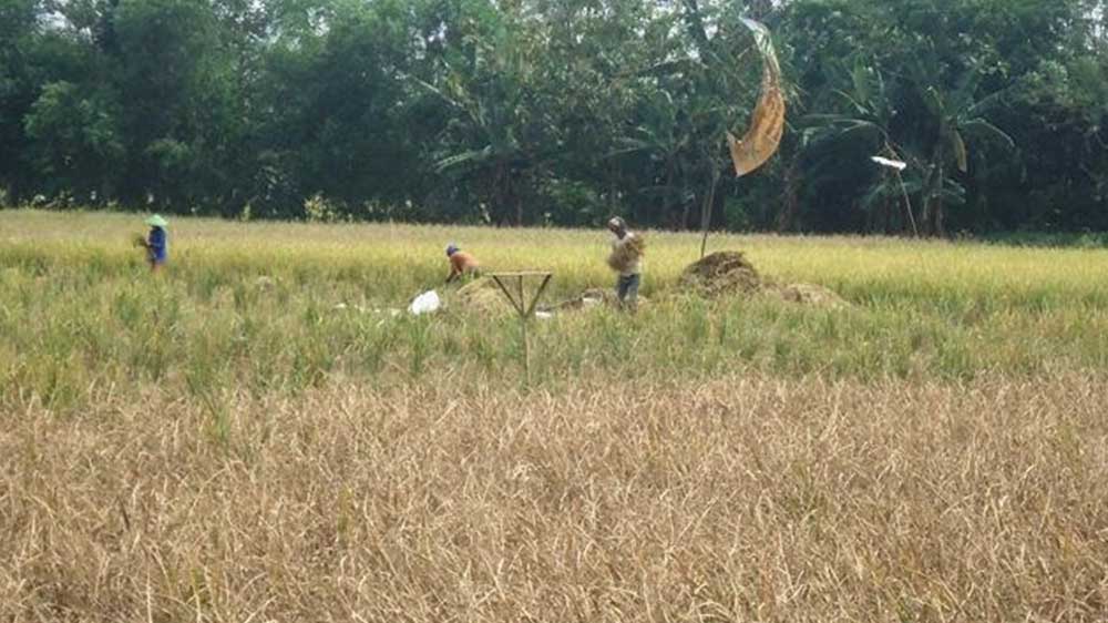 Tikus Rusak Hektaran Sawah di Majalengka