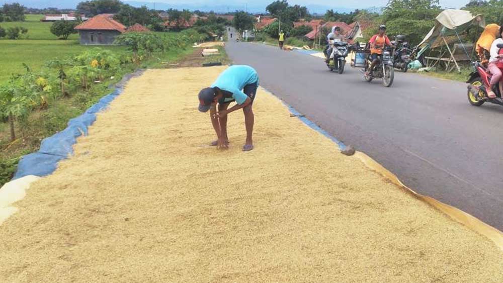Harga Gabah Mahal, Petani Senang