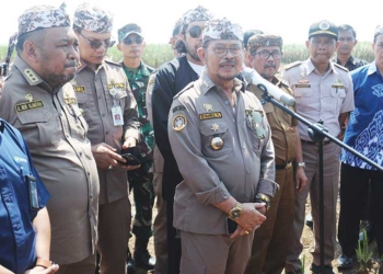 Pabrik Gula Sindanglaut Cirebon Beroperasi Lagi, Gelontorkan Anggaran Rp50 M untuk Perluasan Lahan Tebu