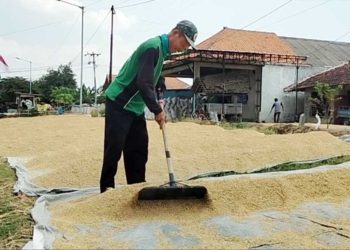 Saluran Irigasi Mengering, Suplai Air Tak Jelas, Petani Desa Pasuruan Cirebon Pesimis Tanam Padi Musim Ketiga