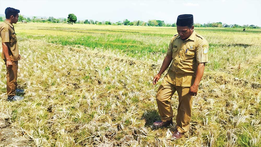 2.600 Ha Lahan Pertanian di Cirebon Alami Kekeringan