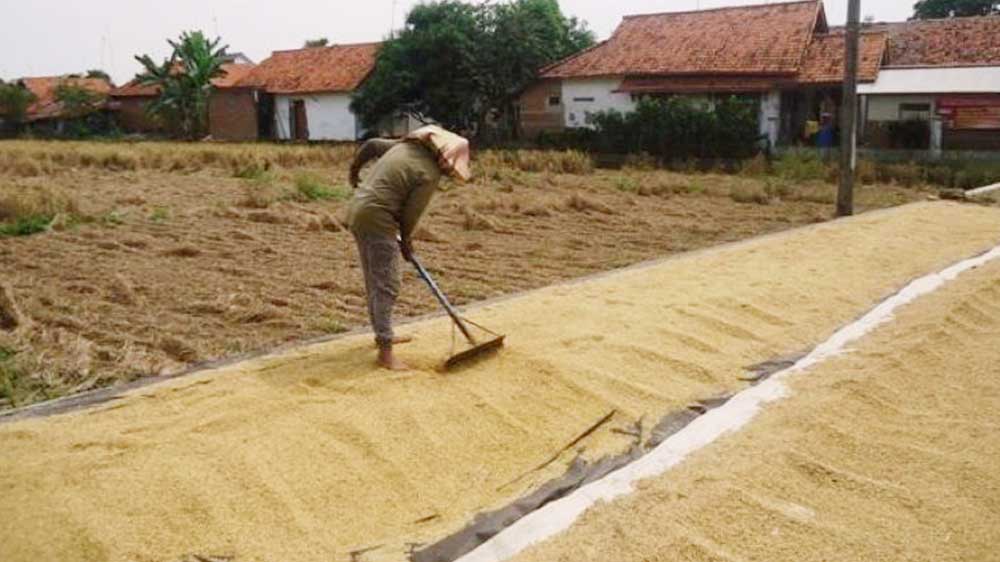 Stok Menipis, Harga Gabah semakin Mahal
